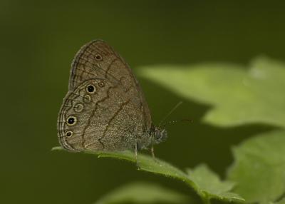 Carolina Satyr