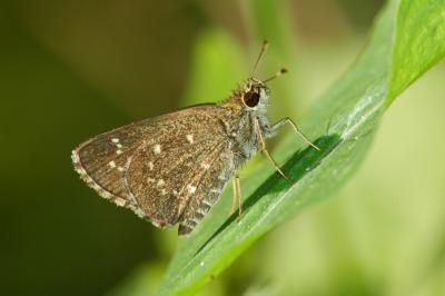 Celia's Roadside Skipper