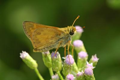 Fiery Skipper