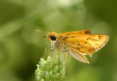 Fiery Skipper 2