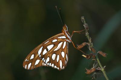 Gulf Fritillary Ventral