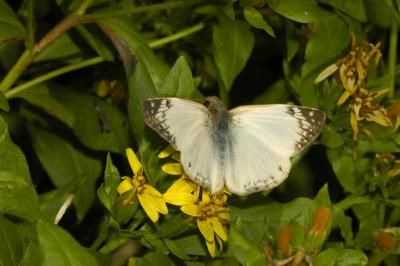 Laviana White Skipper - Male