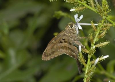 Long-tailed Skipper - Ventral 2