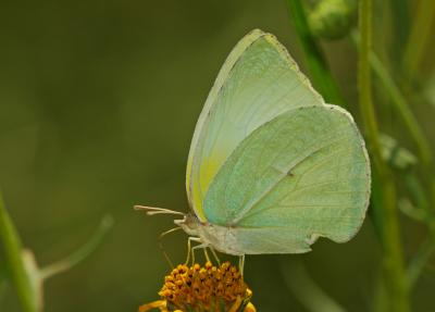 Lyside Sulphur - Ventral