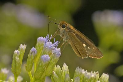 Ocola Skipper