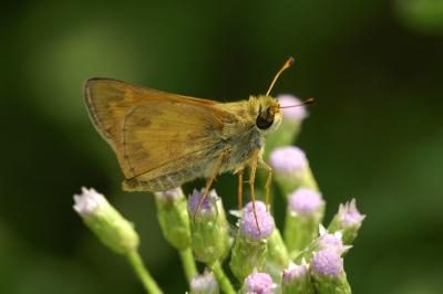g4/66/641866/3/60990808.Sachemmale.jpg