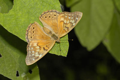 Tawny Emperor 2