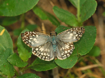 Tropical Checkered-Skipper