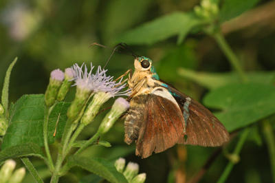 Two-Barred Flasher