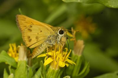 Whirlabout Male