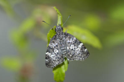 White-Patched Skipper