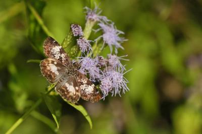 White-Patched Skipper - Dorsal