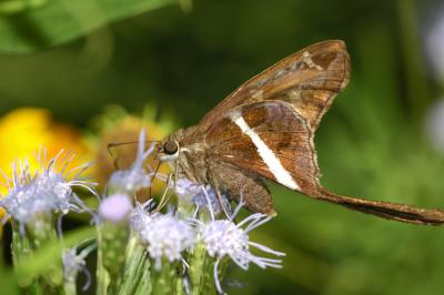 White-Striped Longtail