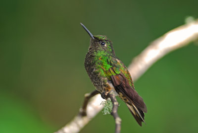 Buff-tailed Coronet