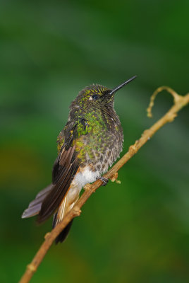 Buff-tailed Coronet 2