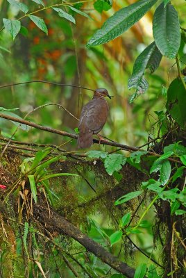 White-throated Quail-dove