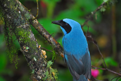 Turquoise Jay