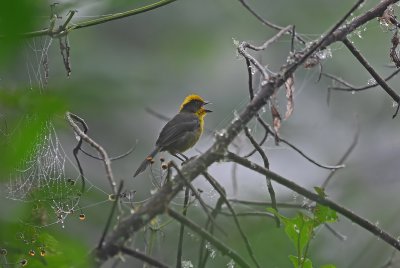 Tricolored Brush-finch