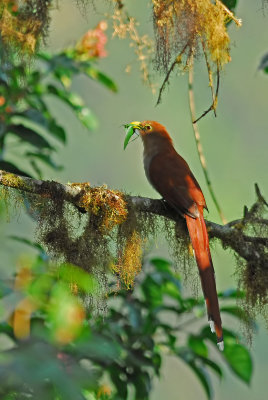 Squirrel Cuckoo