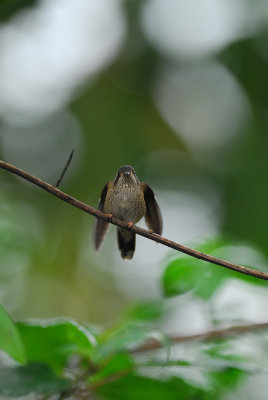 Speckled Hummingbird