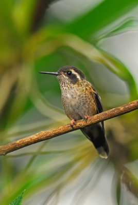 Speckled Hummingbird 3