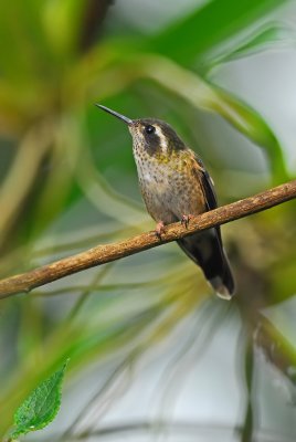 Speckled Hummingbird 4