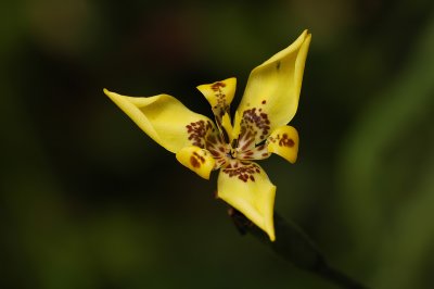Iridaceae - Tigridia species?