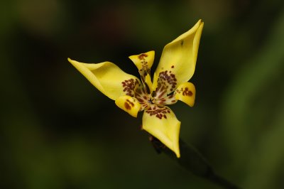 Mindo Area, Ecuador