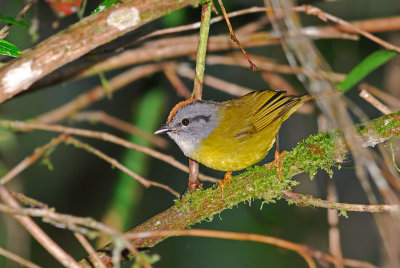 Russet-crowned Warbler 2