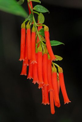 Macleania sp.