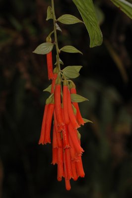 Macleania sp. (Loasaceae)