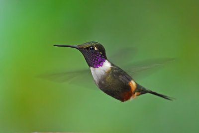 Purple-throated Woodstar