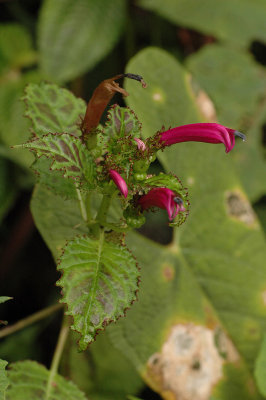 Pink Flowers