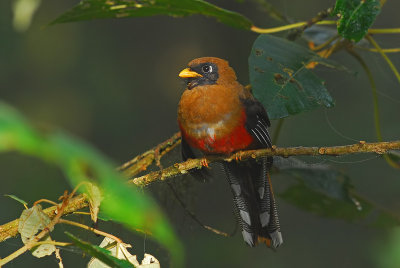 Masked Trogon Female 3