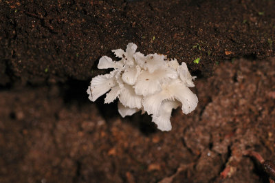 Fungus