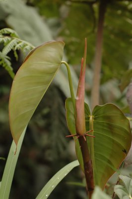 Forest Vegetation