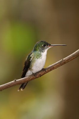 Andean Emerald 2