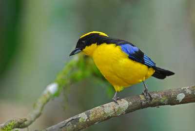 Blue-winged Mountain Tanager 3