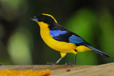 Blue-winged Mountain Tanager 4