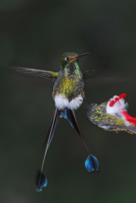 Booted Racquettail Pair at Feeder