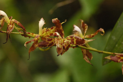 Brown-spotted Yellow Orchid