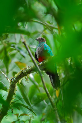 Crested Quetzal Female