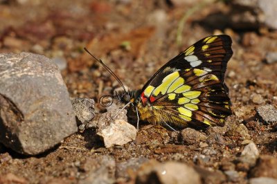 Dartwhite? Ventral View