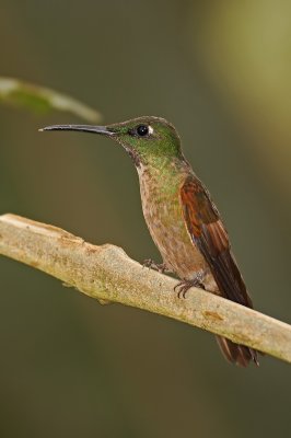 Fawn-breasted Brilliant 2