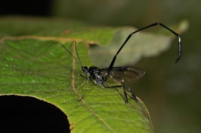 Pelecinid Wasp