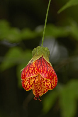 Abutilon sp. (Malvaceae)
