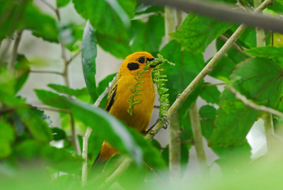 Nest Building Golden Tanager