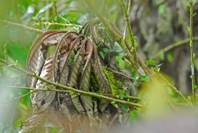 Golden Tanager Nest