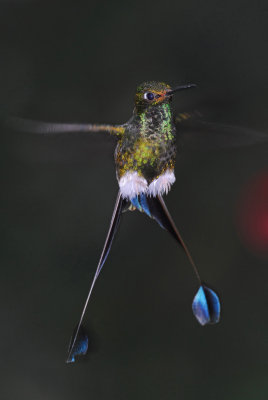 Hovering Booted Racquettail Male