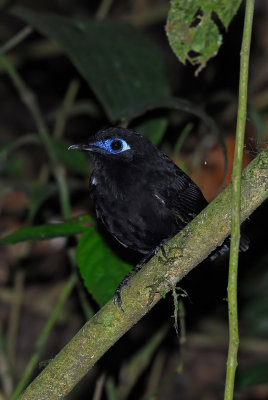 Immaculate Antbird Male